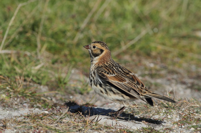 Lapland Bunting