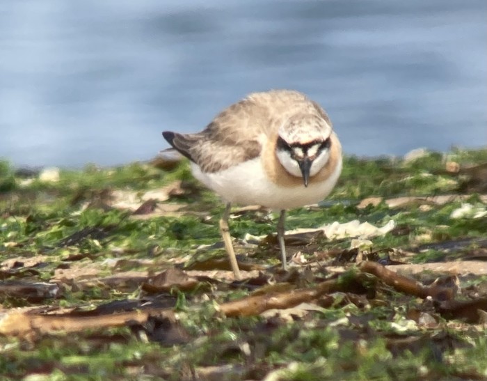 Greater Sand Plover