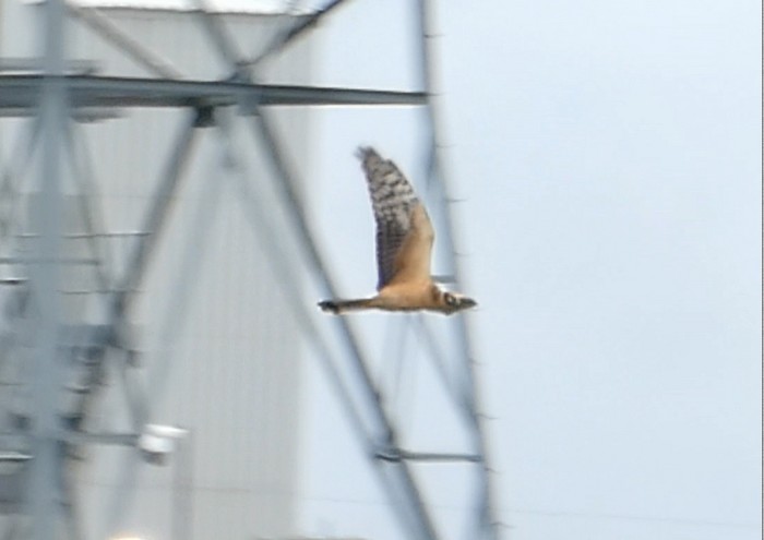 Pallid Harrier