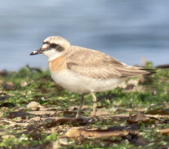 Greater Sand Plover