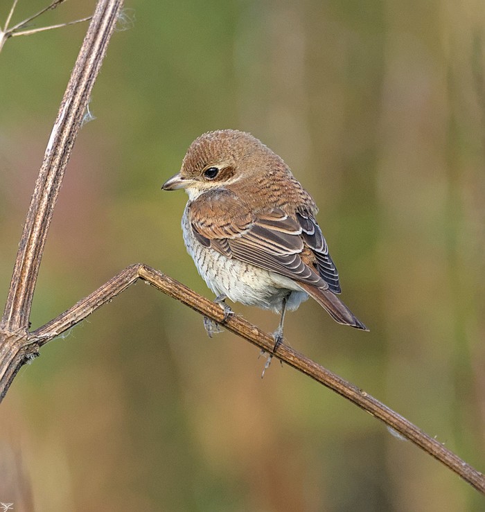Red-backed Shrike