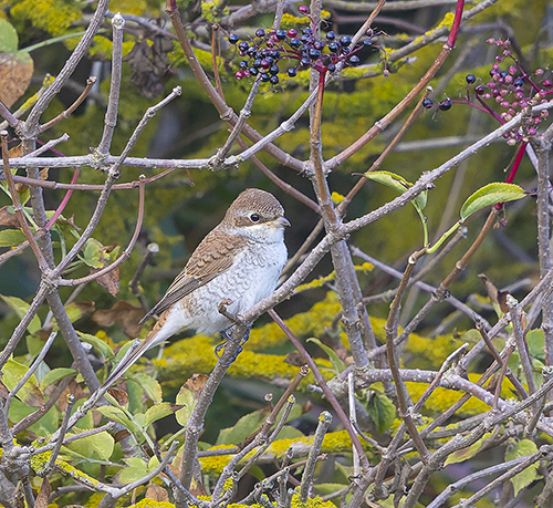 Red-backed Shrike