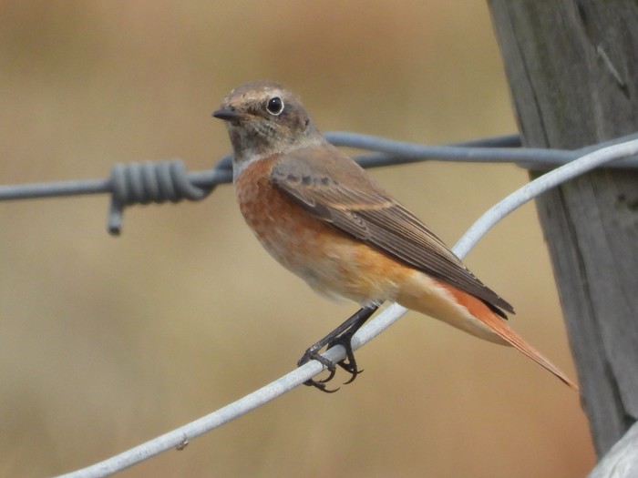 Redstart