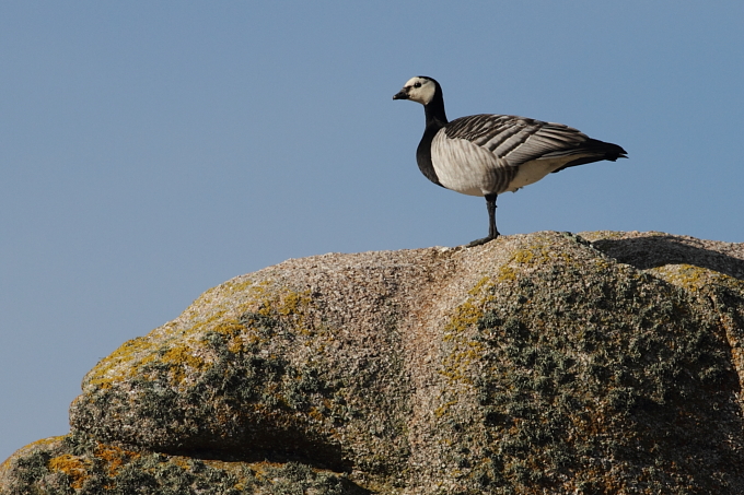 Barnacle Goose