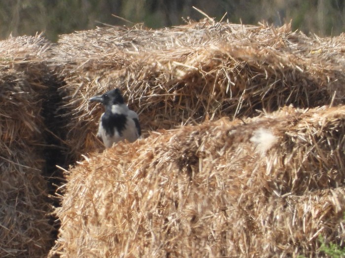 Hooded Crow