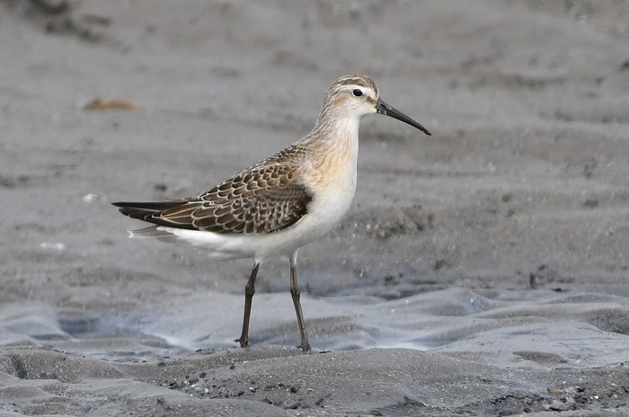 Curlew Sandpiper