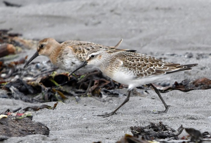 Curlew Sandpiper