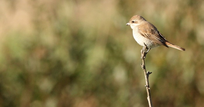 Red-backed Shrike