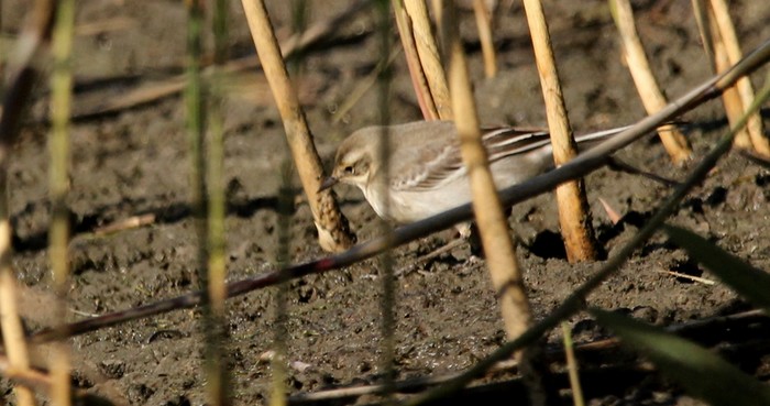 Citrine Wagtail