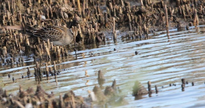 Pectoral Sandpiper