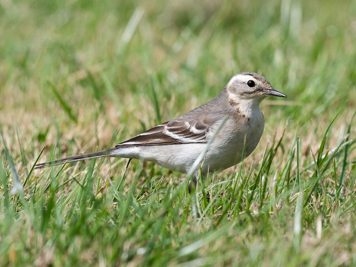 Citrine Wagtail