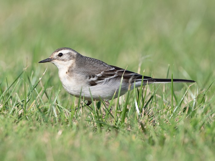 Citrine Wagtail