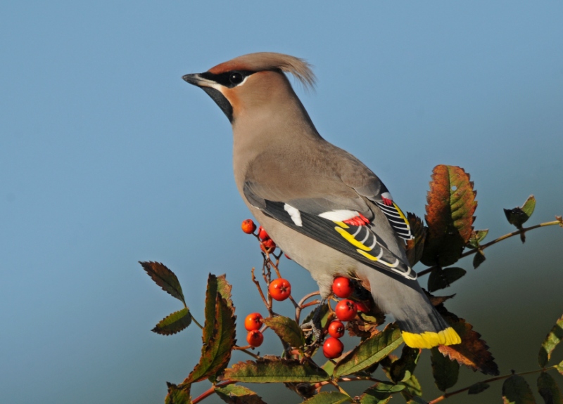 Waxwing