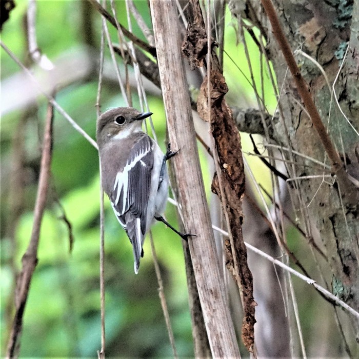Pied Flycatcher