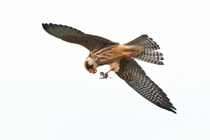 Red-footed Falcon