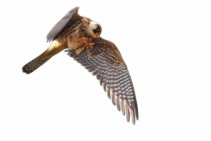 Red-footed Falcon
