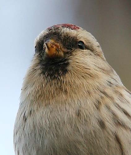 Arctic Redpoll