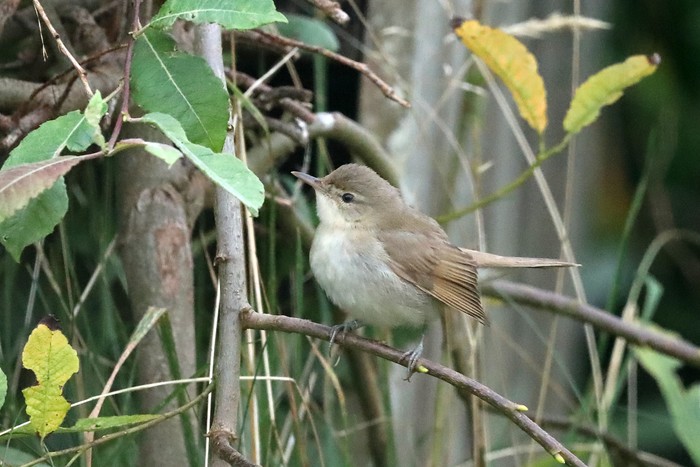 Blyth's Reed Warbler