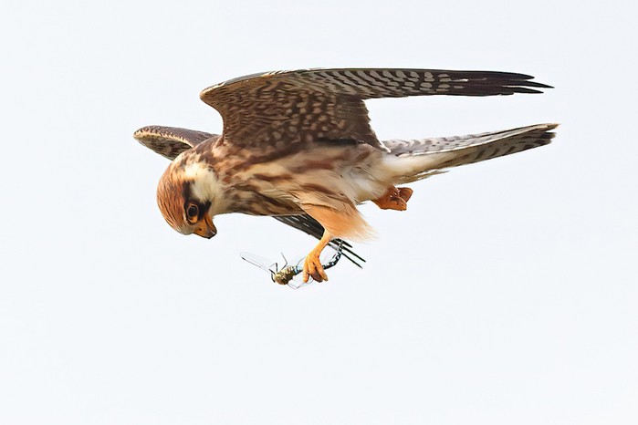 Red-footed Falcon