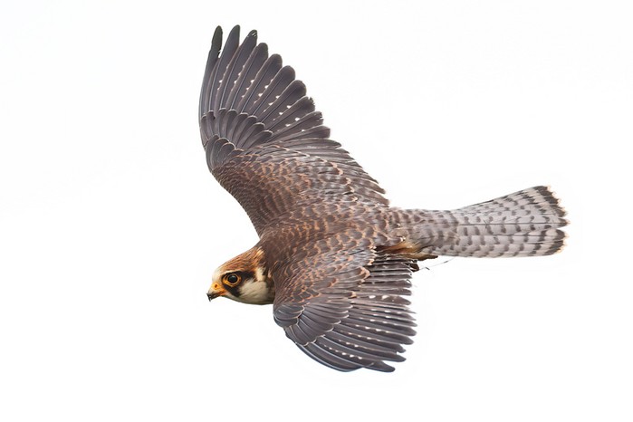 Red-footed Falcon