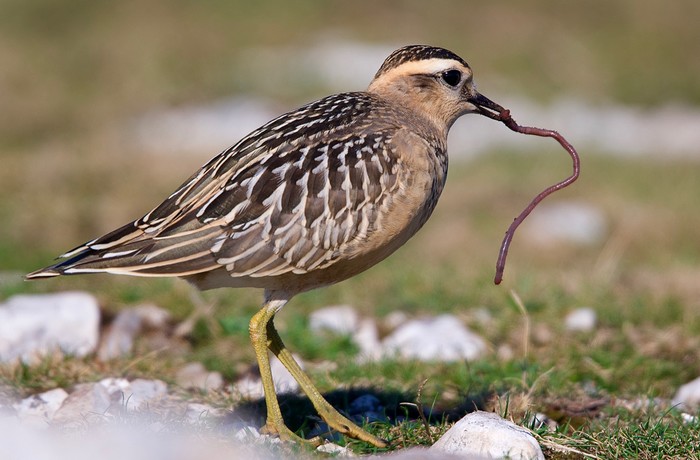 Dotterel 