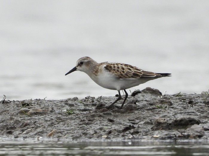 Little Stint