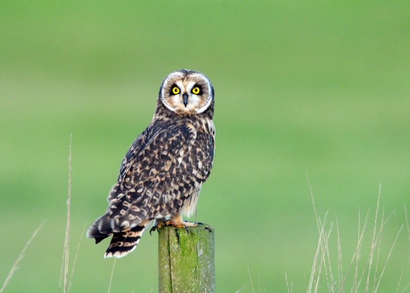Short-eared Owl
