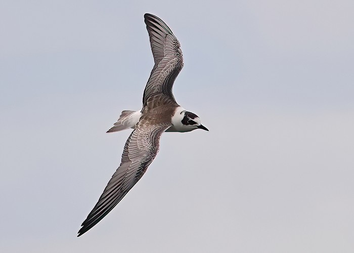 White-winged Black Tern