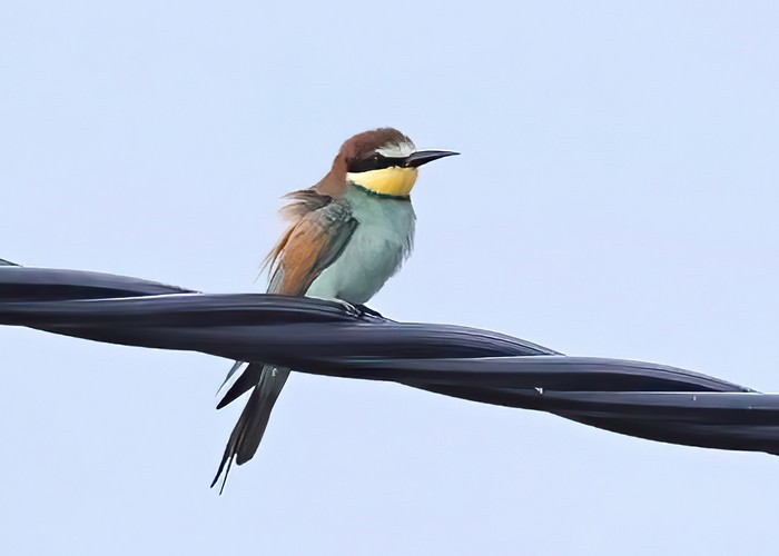 Bee-eater