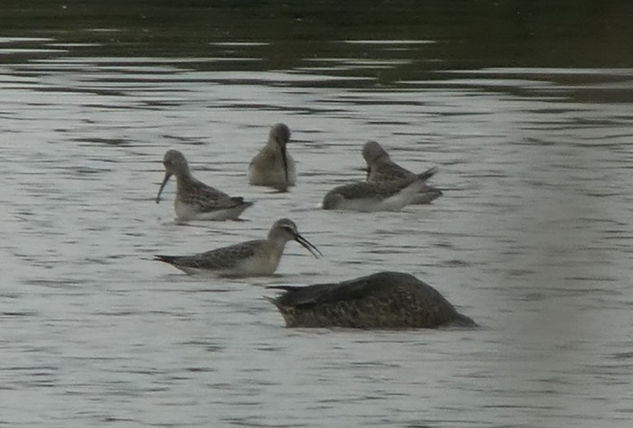Curlew Sandpiper