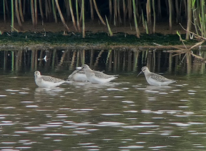 Curlew Sandpiper