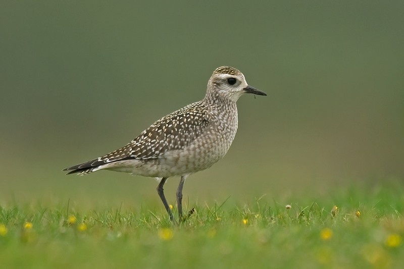 American Golden Plover