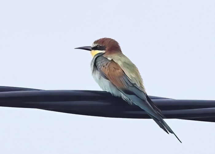 Bee-eater