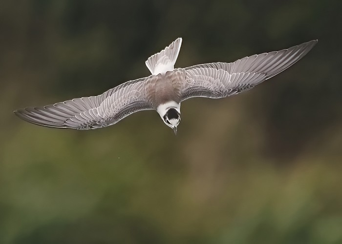 White-winged Black Tern