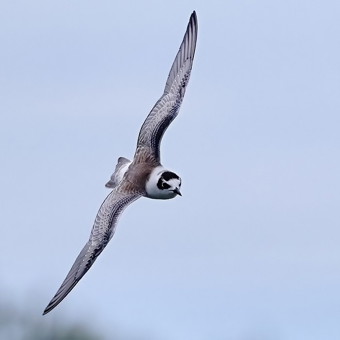White-winged Black Tern