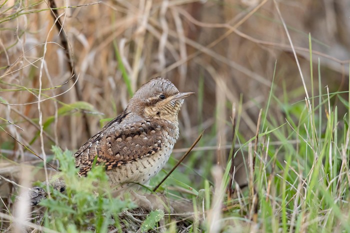 Wryneck