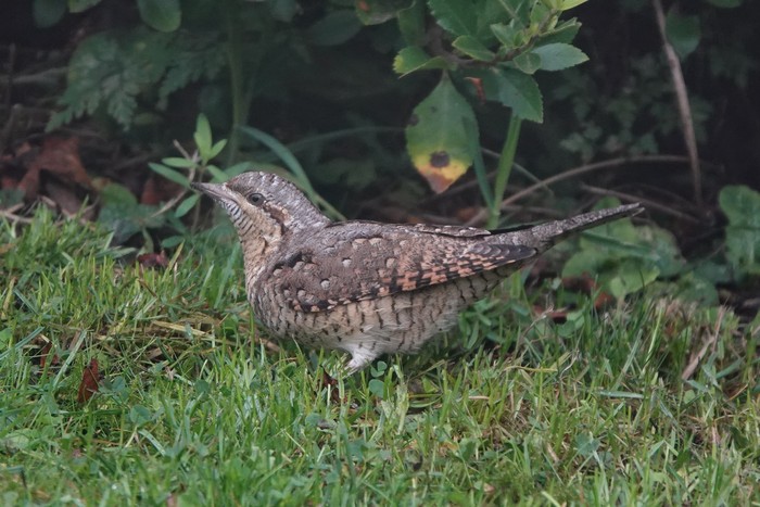 Wryneck