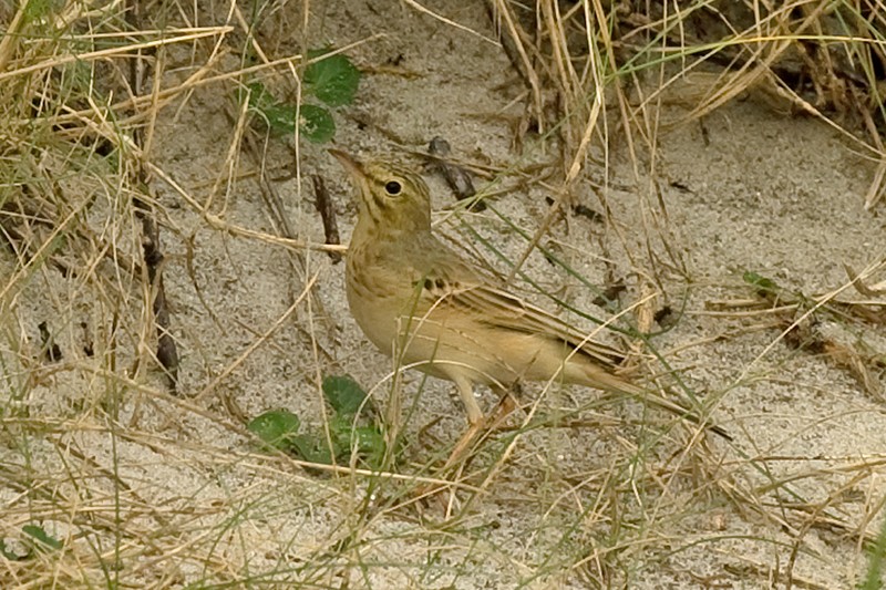 Tawny Pipit