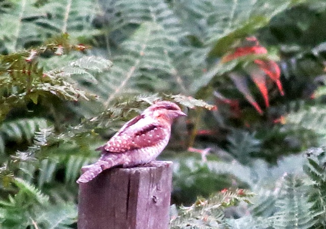 Wryneck