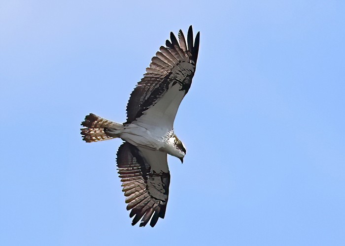 Osprey