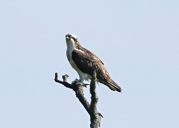 Osprey