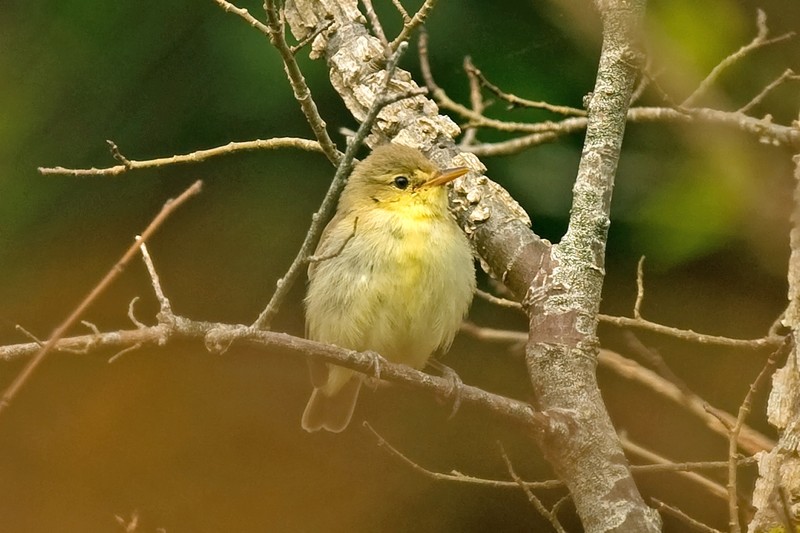 Melodious Warbler