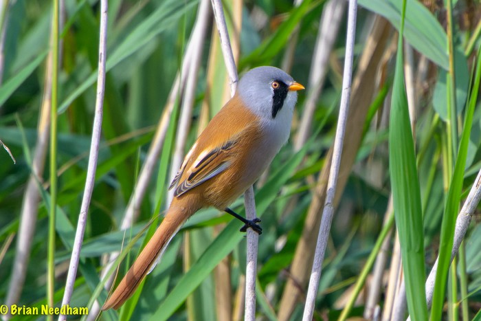 Bearded Tit