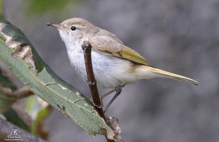 Western Bonelli's Warbler