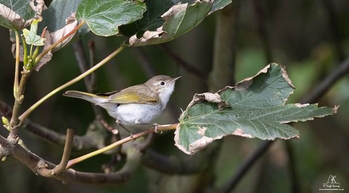 Western Bonelli's Warbler