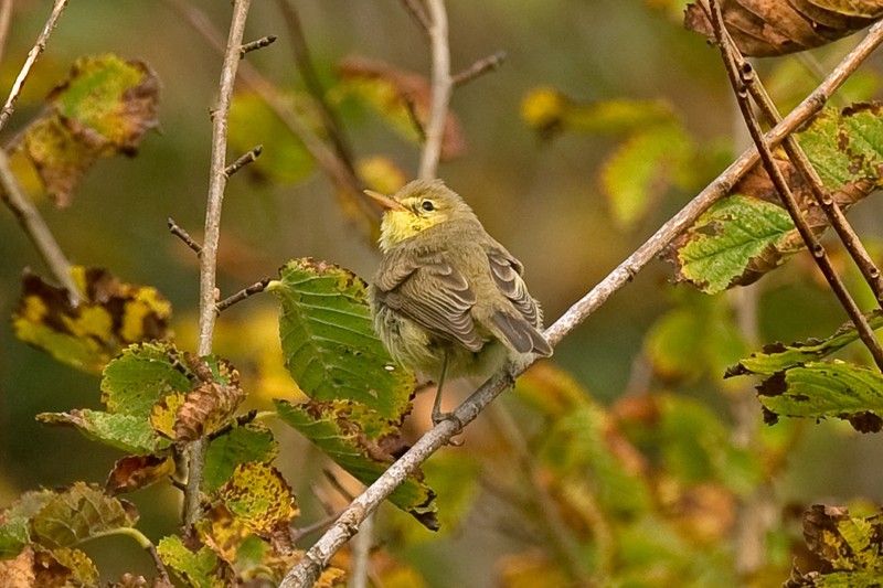 Melodious Warbler
