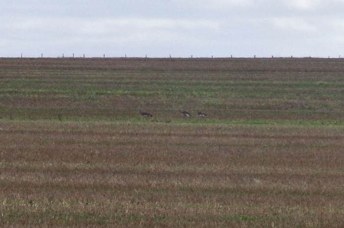Great Bustard