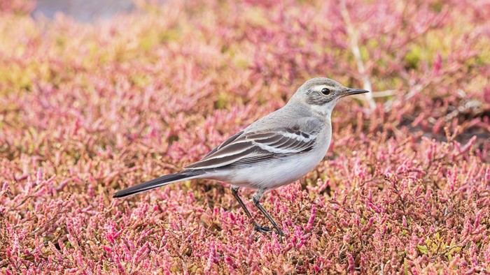 Citrine Wagtail