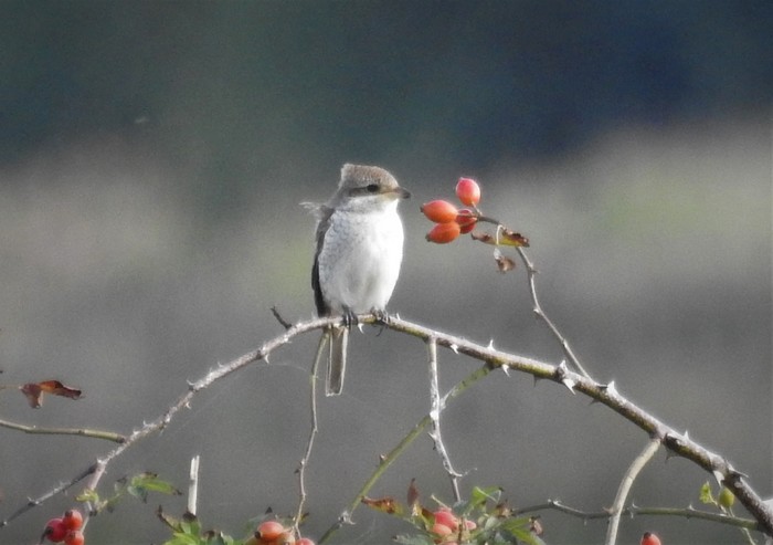 Red-backed Shrike