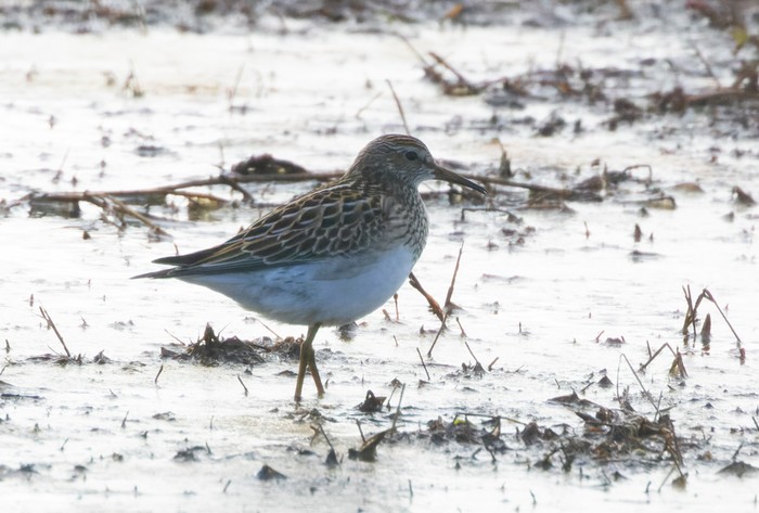Pectoral Sandpiper